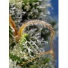 Sweet Amnesia Haze